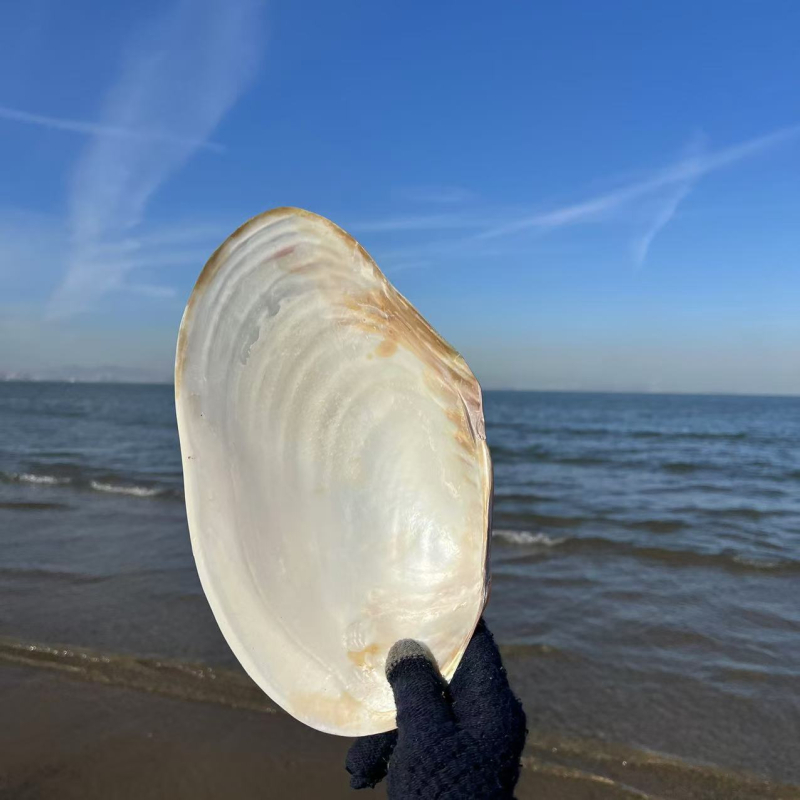 Luobeyi természetes, fényesen polírozott kagylóhéj dekoratív tányér – kézi készítésű, mediterrán stílus