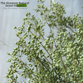 Vaisių džiovinti žiedai namų dekoracijoms — Prekės ženklas The Dreamer Flower; Medžiaga: Džiovinti žiedai; Procesas: 22408001136; Tipas: Vaisiai; Įvairovė: Kita