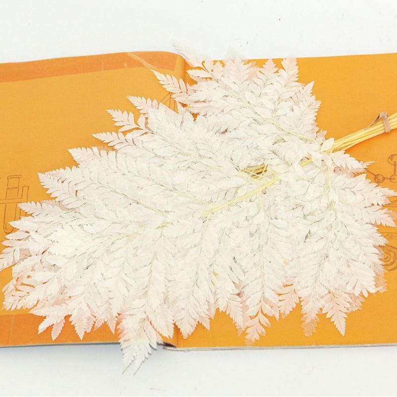 Džiovintos gėlės puokštė — amžinosios Alpine Goat Tooth Leaves, DIY floros medžiagos, vazos dekoras