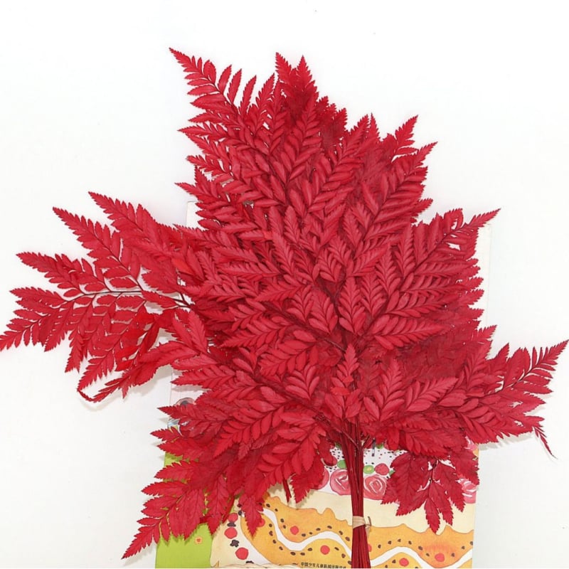 Džiovintos gėlės puokštė — amžinosios Alpine Goat Tooth Leaves, DIY floros medžiagos, vazos dekoras