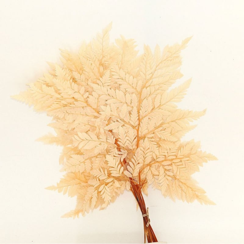 Džiovintos gėlės puokštė — amžinosios Alpine Goat Tooth Leaves, DIY floros medžiagos, vazos dekoras