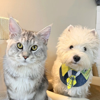 Prosop de salivă pentru animale de companie - poliester, utilizare universală, patru anotimpuri