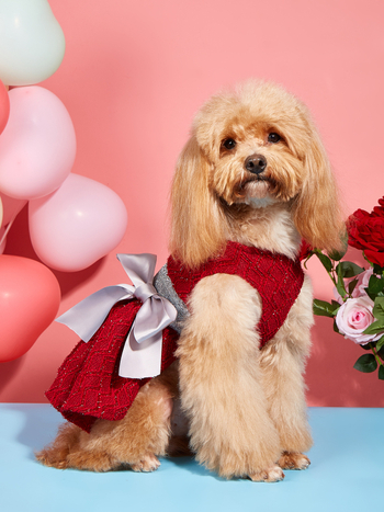 Naminių gyvūnėlių princesės suknelė, poliesterio sijonas, unisex drabužiai gyvūnams