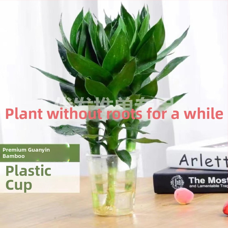 Szerencsés bambusz hidroponikus növény (Anyag: ABS műanyag; Importált: Nem; Licencelt magánmárkák: Igen; Márka: Nincs; IP engedély: Nincs)