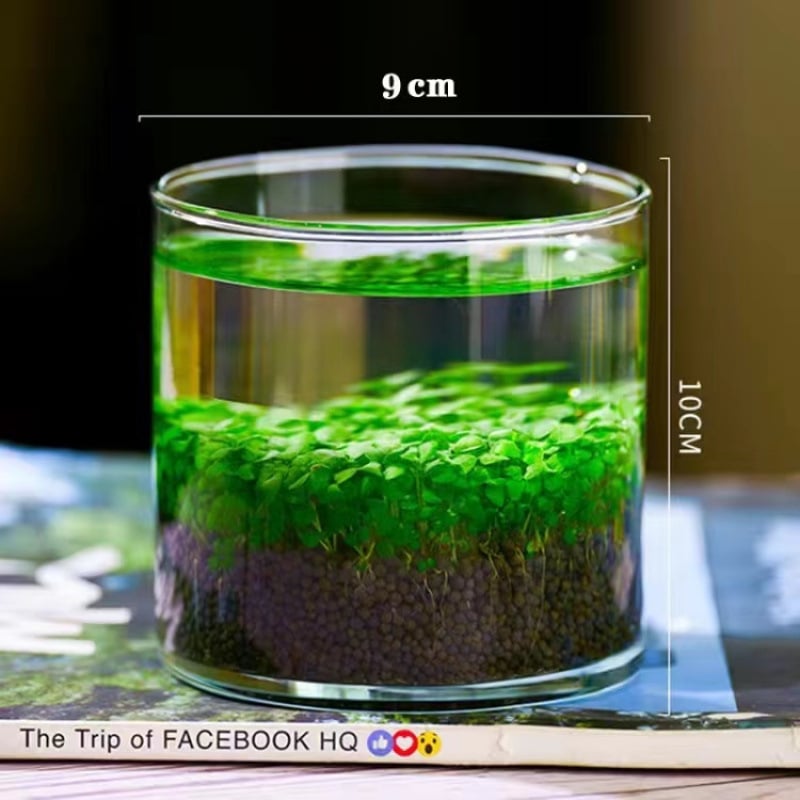 Хидропонна екологична бутилка за настолен декор със магнитни материали, не е внос, семена за водни растения