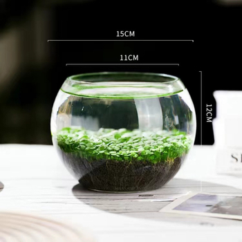 Хидропонна екологична стъклена бутилка за настолен декор – микро пейзаж с водни растения и семена