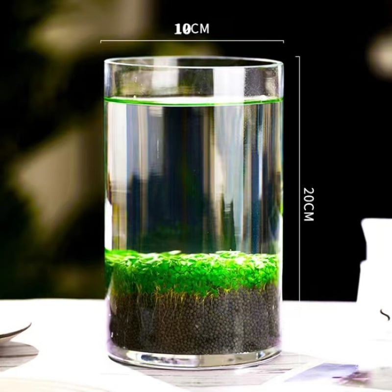 Хидропонна екологична стъклена бутилка за настолен декор – микро пейзаж с водни растения и семена