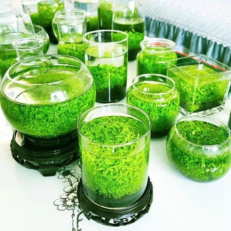 Хидропонна стъклена бутилка – настолен микро ландшафт аквариум с водни растения през четирите сезона; марка Other Homes; материал: магнитни материали