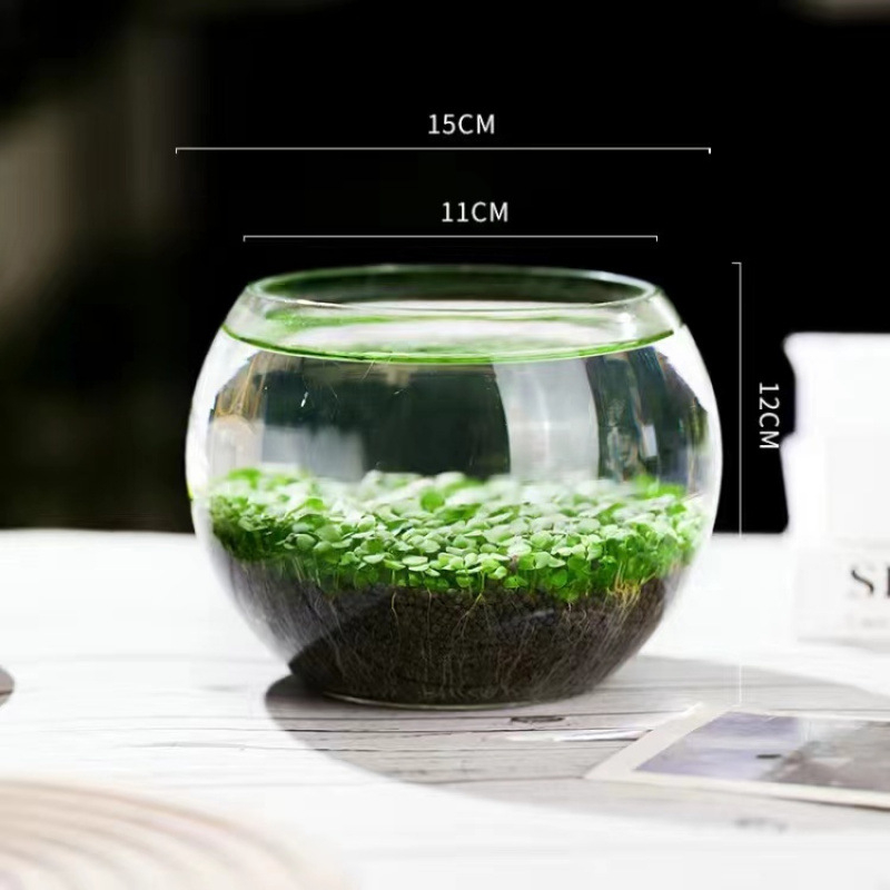 Хидропонна екологична стъклена бутилка за настолен декор с микро ландшафт и семена водни растения