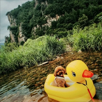Little Yellow Duck plávajúci kruh pre deti, obyčajný PVC, kód produktu Ltao800647741693