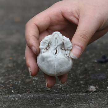 Craniu decorativ pentru scene de casă bântuită – plastic, stil horror, recuzită de scenă