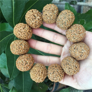 Rudraksha narukvica s 58 perlica, 10 mm promjer