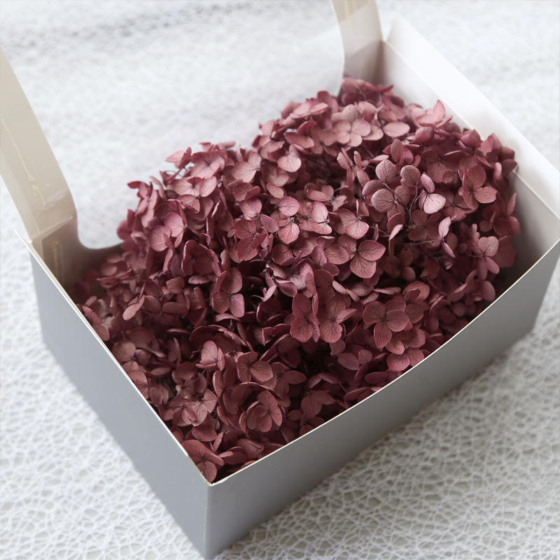 Philia Lobular hidrangeja – Sausie ziedi, Baltīšanas process, Mūžīgā ziedu materiāls