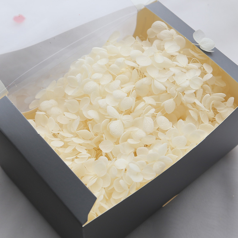 Philia Lobular hidrangeja – Sausie ziedi, Baltīšanas process, Mūžīgā ziedu materiāls