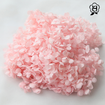 Anna hortenzija kaltēti ziedi – Materiāls: kaltēti ziedi, mūžīgie ziedi; Bielēšanas process; Zīmols: Philia; IP atļauja: Nav; Imports: Nē