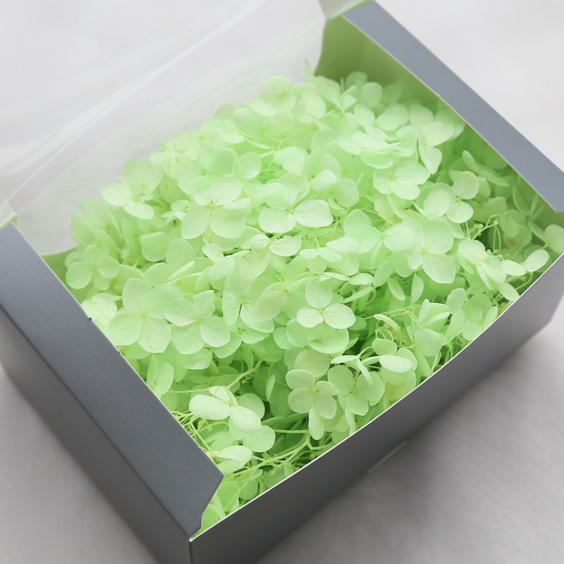 Anna hortenzija kaltēti ziedi – Materiāls: kaltēti ziedi, mūžīgie ziedi; Bielēšanas process; Zīmols: Philia; IP atļauja: Nav; Imports: Nē