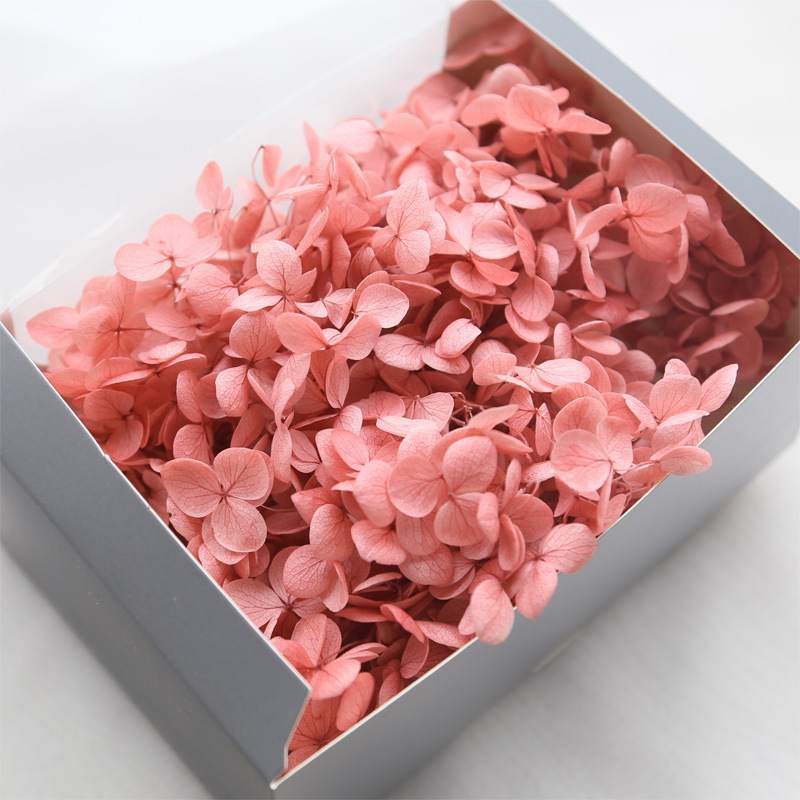 Anna hortenzija kaltēti ziedi – Materiāls: kaltēti ziedi, mūžīgie ziedi; Bielēšanas process; Zīmols: Philia; IP atļauja: Nav; Imports: Nē