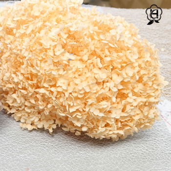 Philia Anna hortenzijas kaltētie ziedi – balināšana, materiāls: mūžīgi ziedi