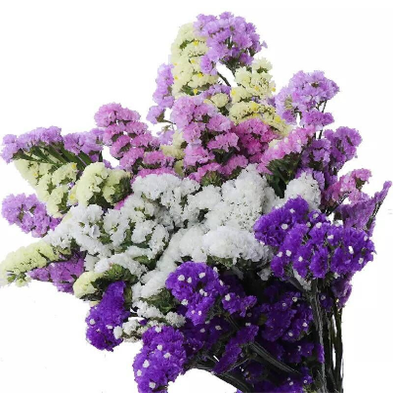 Μπουκέτο Forget-me-not αποξηραμένα λουλούδια, χωρίς βαφή, σε σακούλα από μη υφαντό ύφασμα