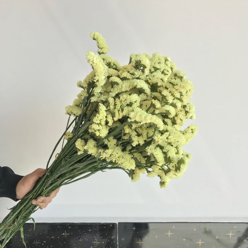 Μπουκέτο Forget-me-not αποξηραμένα λουλούδια, χωρίς βαφή, σε σακούλα από μη υφαντό ύφασμα