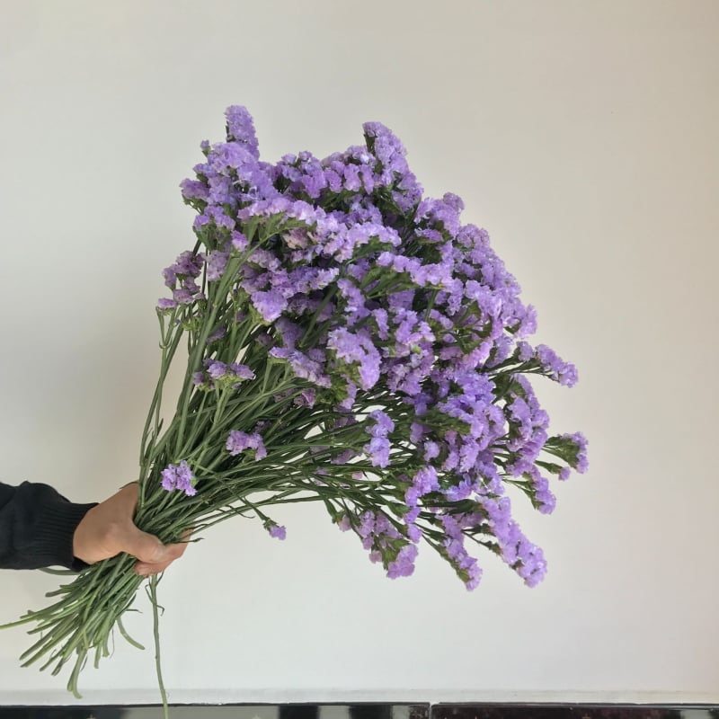 Μπουκέτο Forget-me-not αποξηραμένα λουλούδια, χωρίς βαφή, σε σακούλα από μη υφαντό ύφασμα