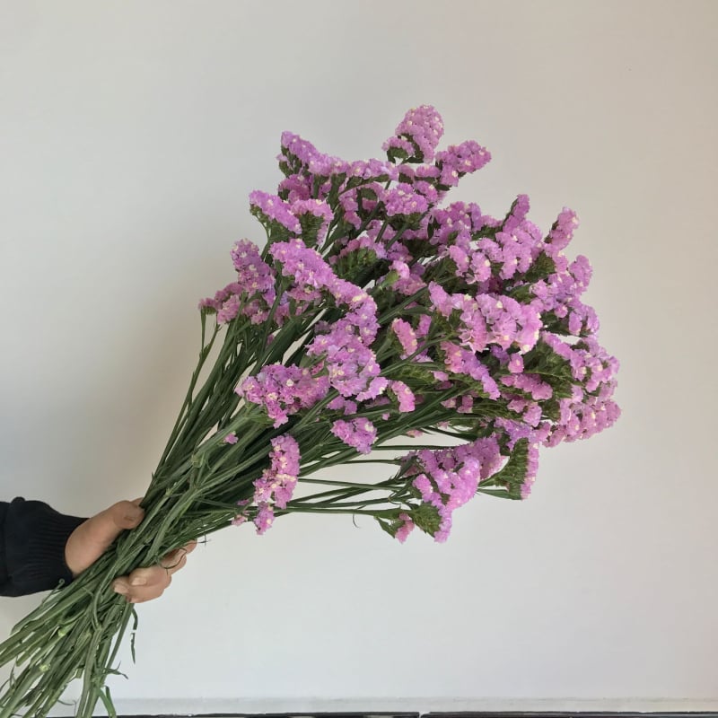 Μπουκέτο Forget-me-not αποξηραμένα λουλούδια, χωρίς βαφή, σε σακούλα από μη υφαντό ύφασμα