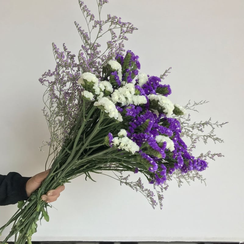 Μπουκέτο Forget-me-not αποξηραμένα λουλούδια, χωρίς βαφή, σε σακούλα από μη υφαντό ύφασμα