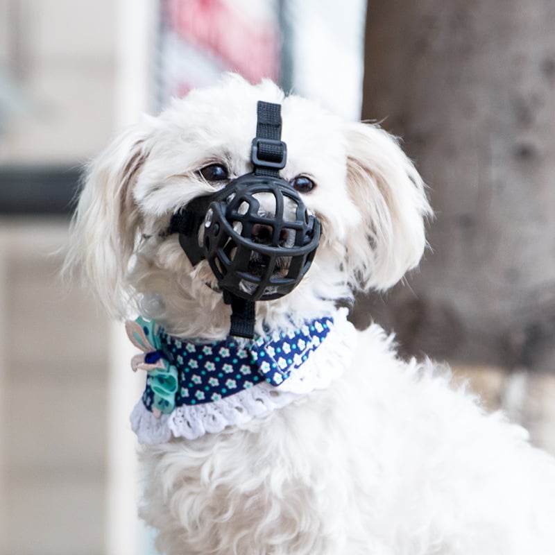 Namusnica za pse - plastika, pakiranje 100 kom., licencirana privatna marka, dodopet brend