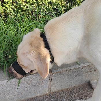 Náhub za psa, sprječava ugriz i lavež, podesiv, poliester materijal; domaći proizvod; bez IP dozvole