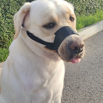 Náhub za psa, sprječava ugriz i lavež, podesiv, poliester materijal; domaći proizvod; bez IP dozvole