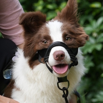 Polyester muzzle za pse, sprječava ugrize, jedenje i lavež, dopušta piti vodu