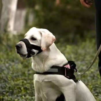 Polyester muzzle za pse, sprječava ugrize, jedenje i lavež, dopušta piti vodu
