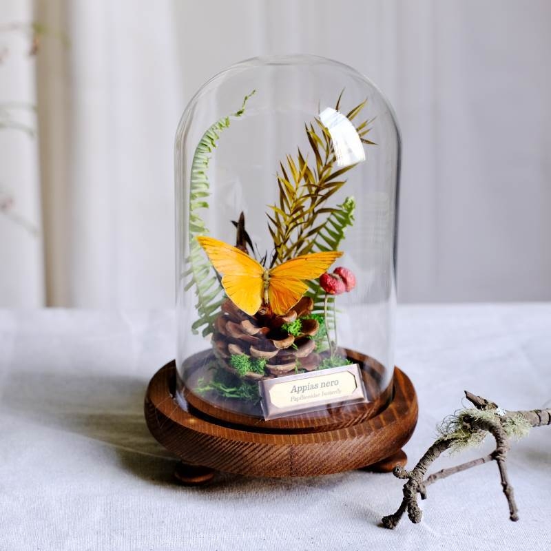 Стъклен капак за пеперуден образец и растителен образец с изсъхнали цветя — микро пейзаж DIY