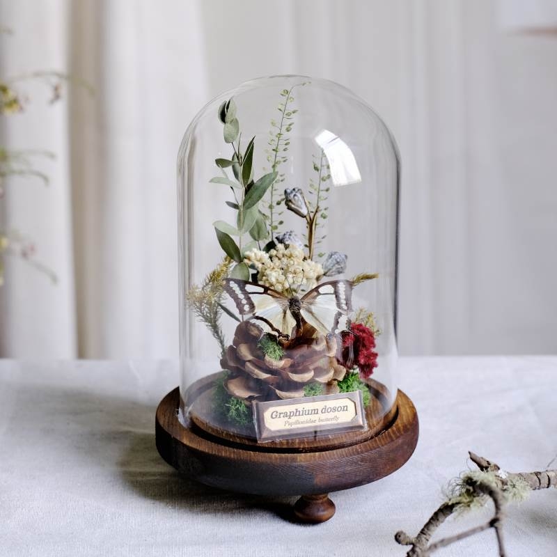 Стъклен капак за пеперуден образец и растителен образец с изсъхнали цветя — микро пейзаж DIY