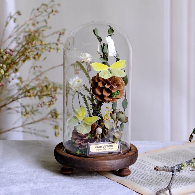 Стъклен капак за пеперуден образец и растителен образец с изсъхнали цветя — микро пейзаж DIY