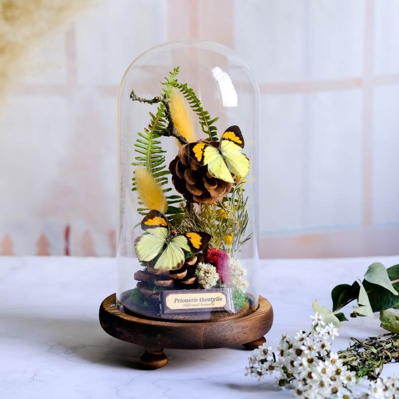 Стъклен капак за пеперуден образец и растителен образец с изсъхнали цветя — микро пейзаж DIY