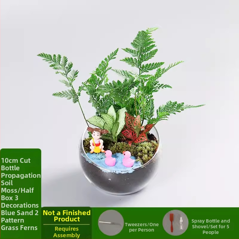 DIY komplekts mikrolauksaim ar sūnu un sukulentiem stikla lodā no borosilikāta, Xuanyi zīmols, kartona iepakojums, galda uzstādīšanai