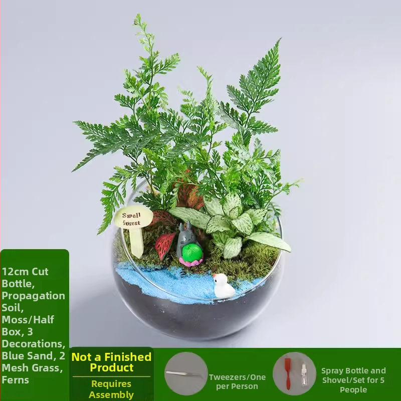 DIY komplekts mikrolauksaim ar sūnu un sukulentiem stikla lodā no borosilikāta, Xuanyi zīmols, kartona iepakojums, galda uzstādīšanai