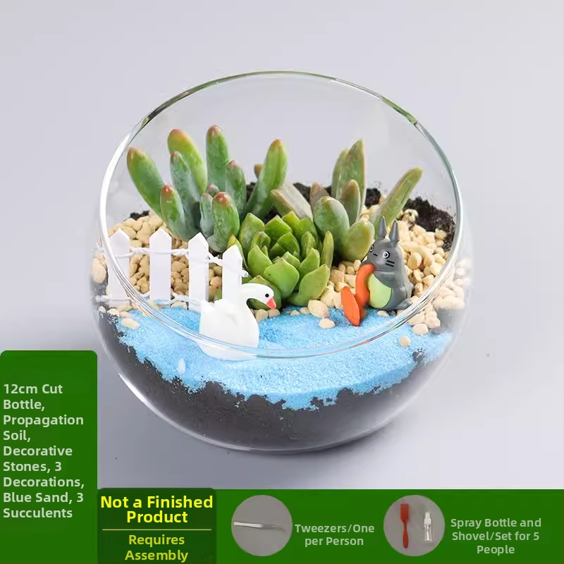 DIY komplekts mikro ainavai ar sūnām un sukulentiem stikla lodītes formā, stikls augstas borosilikāta, Xuanyi zīmols, kartona iepakojums, karāšanas veids: novietošana, bez importa