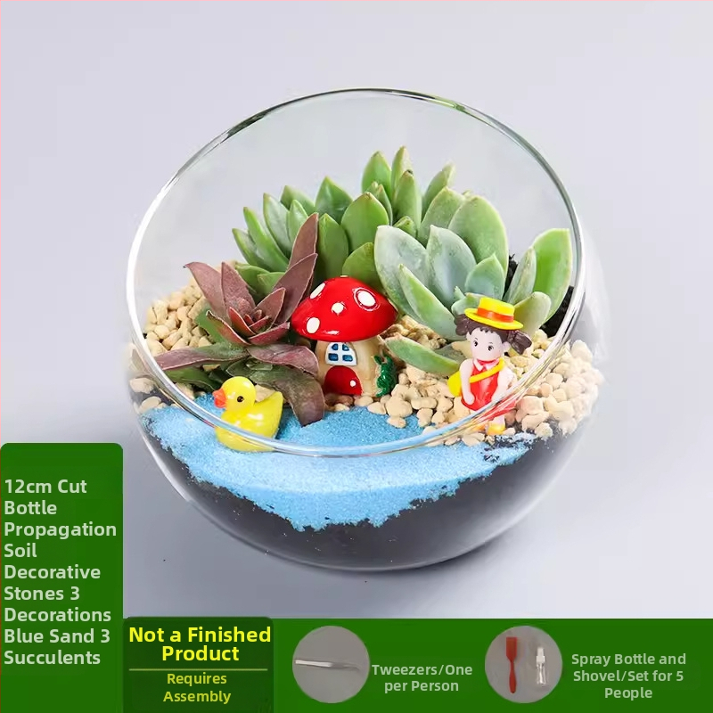 Moss un sukulentu mikro ainavu DIY komplekts stikla bumbiņā no augstas borosilikāta stikla, Xuanyi zīmols, kartona iepakojums, izvietojums izstādīšanai