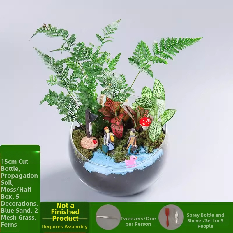 Moss un sukulentu mikro ainavu DIY komplekts stikla bumbiņā no augstas borosilikāta stikla, Xuanyi zīmols, kartona iepakojums, izvietojums izstādīšanai