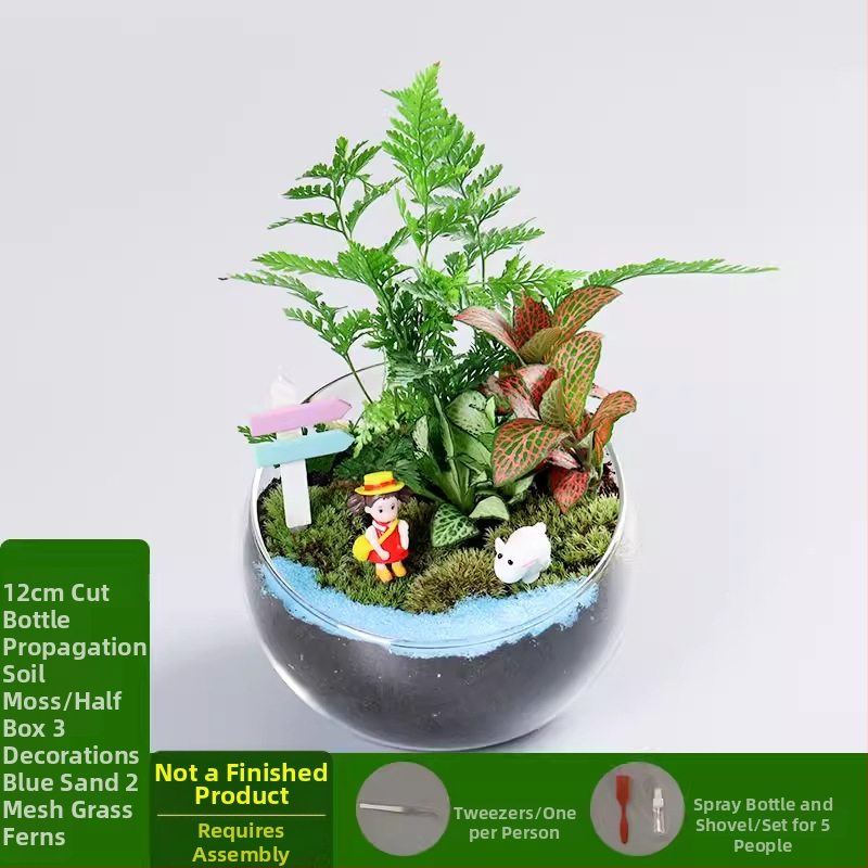 DIY mini ainava ar sūnu un sukulentiem stikla bumbiņā – borosilikāta stikls, Xuanyi zīmols, kartona iepakojums, piemērots galda novietošanai