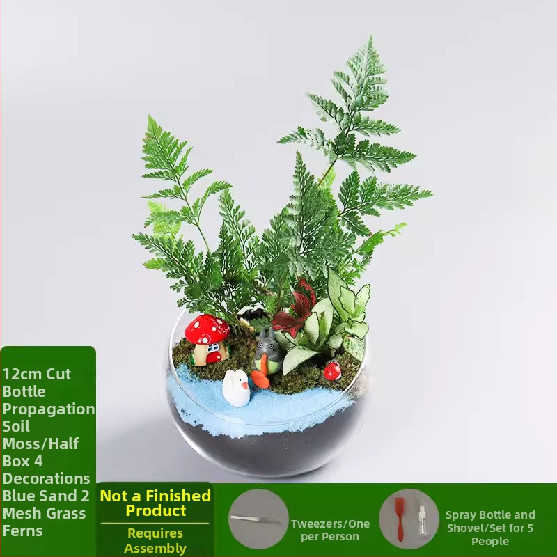 DIY mini ainava ar sūnu un sukulentiem stikla bumbiņā – borosilikāta stikls, Xuanyi zīmols, kartona iepakojums, piemērots galda novietošanai