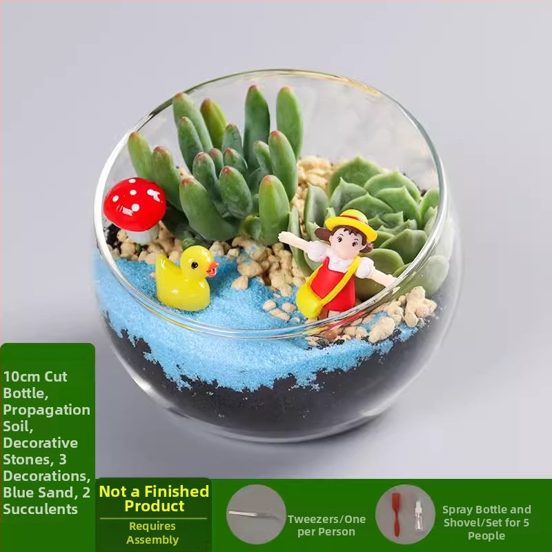 Xuanyi DIY komplekts mini aināšanai ar sūnu un sukulentiem, borosilikāta stikla bumba, kartona iepakojums, priekš izstādes, bez importa