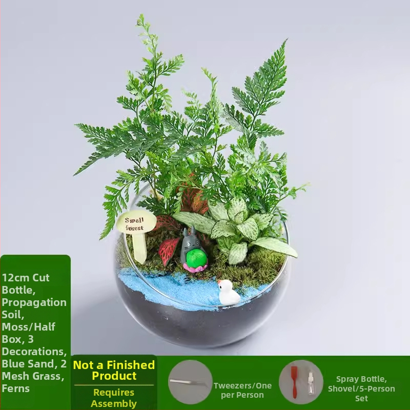 Xuanyi DIY komplekts mini aināšanai ar sūnu un sukulentiem, borosilikāta stikla bumba, kartona iepakojums, priekš izstādes, bez importa