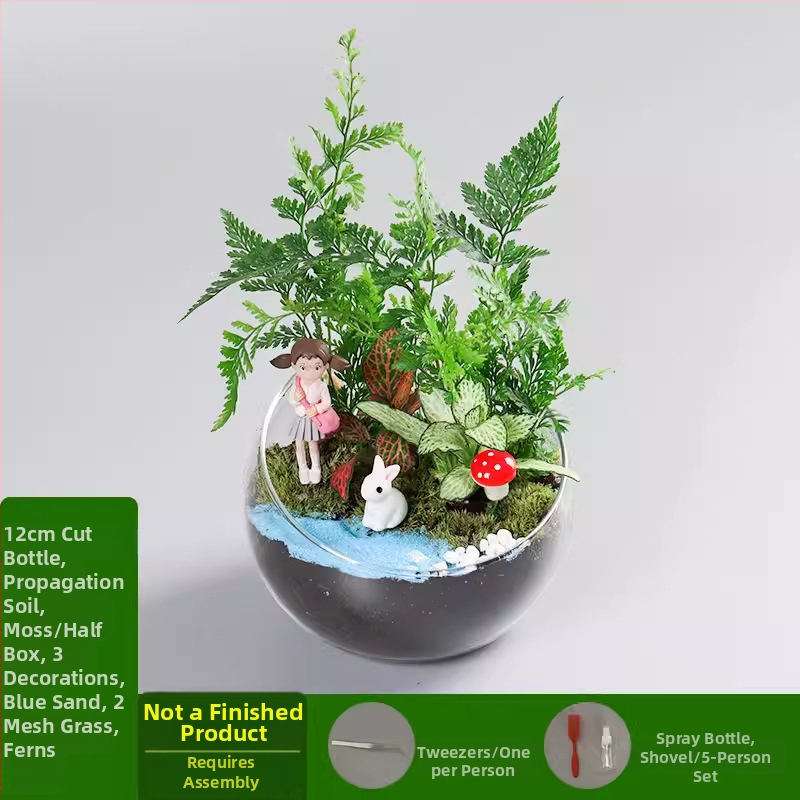 Xuanyi DIY komplekts mini aināšanai ar sūnu un sukulentiem, borosilikāta stikla bumba, kartona iepakojums, priekš izstādes, bez importa