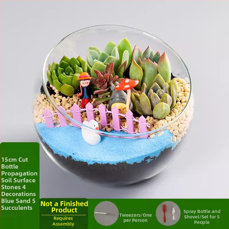 DIY komplekts mikrolandschaft ar sūnām un sukulentiem stikla bumbā — borosilikāta stikls, Xuanyi zīmols, kartona iepakojums