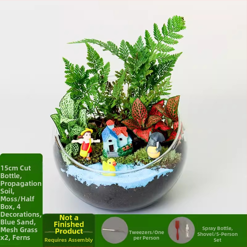 DIY komplekts mikro ainavai ar sūnu un sukulentiem stikla lodī no augstas borosilikāta stikla Xuanyi zīmols; kartona iepakojums; priekš nolikšanas