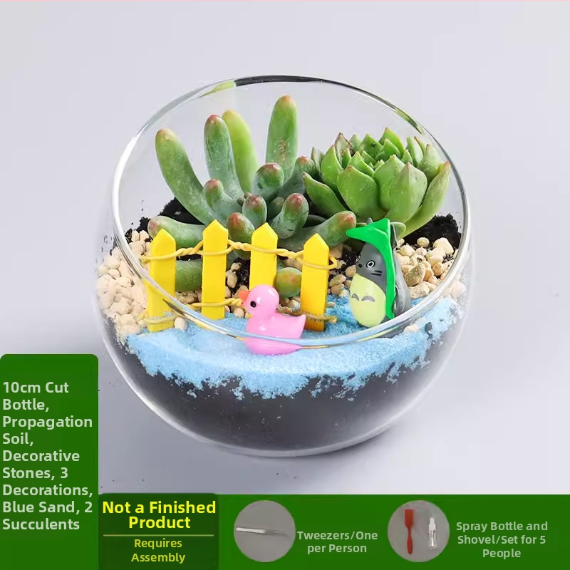 DIY komplekts mikro ainavai ar sūnu un sukulentiem — augstas kvalitātes borosilikāta stikla lode, Xuanyi zīmols, kartona iepakojums, displeja veids: novietošana, navimportēts