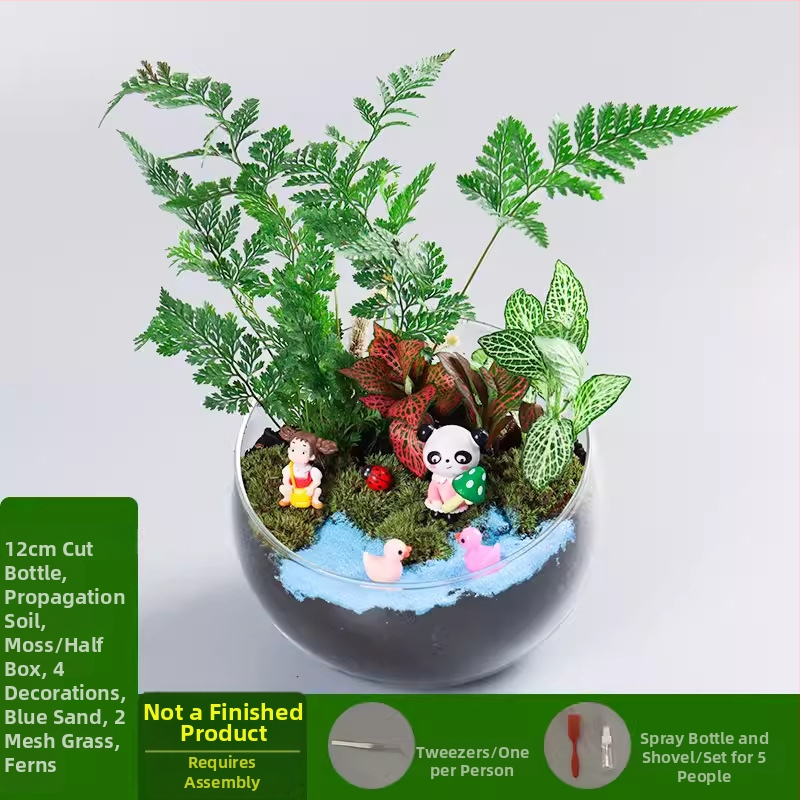 DIY komplekts mikro ainavai ar sūnu un sukulentiem — augstas kvalitātes borosilikāta stikla lode, Xuanyi zīmols, kartona iepakojums, displeja veids: novietošana, navimportēts